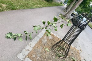 Polomljeni mladi platani