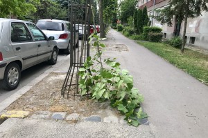 Polomljeni mladi platani