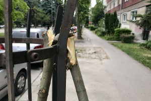 Polomljeni mladi platani