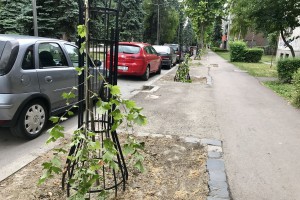 Polomljeni mladi platani