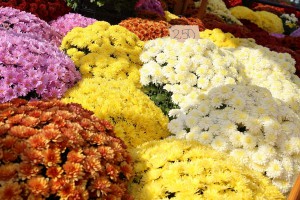 XIII Jesenji sajam cveća "Garden flora"