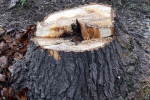 Nelegalno posečen vetrozaštitni pojas na obilaznici oko Palića