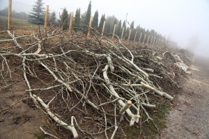 Nelegalno posečen vetrozaštitni pojas na obilaznici oko Palića