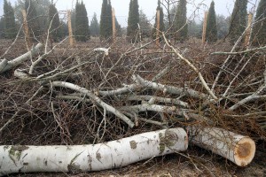 Nelegalno posečen vetrozaštitni pojas na obilaznici oko Palića