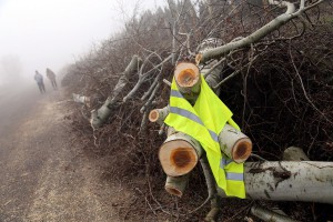Nelegalno posečen vetrozaštitni pojas na obilaznici oko Palića