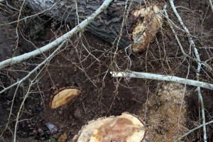 Nelegalno posečen vetrozaštitni pojas na obilaznici oko Palića