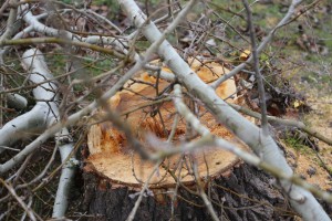 Nelegalno posečen vetrozaštitni pojas na obilaznici oko Palića