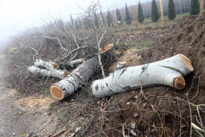 Nelegalno posečen vetrozaštitni pojas na obilaznici oko Palića