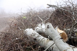 Nelegalno posečen vetrozaštitni pojas na obilaznici oko Palića