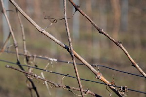 Rezidba loze na dan Svetog Vinka