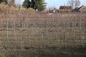 Rezidba loze na dan Svetog Vinka