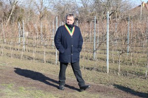 Rezidba loze na dan Svetog Vinka