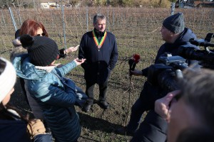 Rezidba loze na dan Svetog Vinka