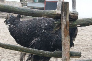 U poseti stanovnicima Zoo vrta tokom zime