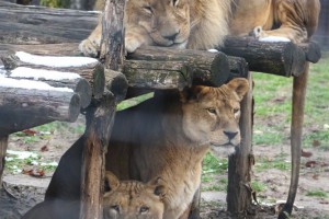 U poseti stanovnicima Zoo vrta tokom zime
