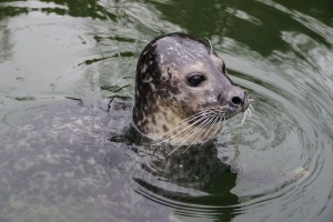 U poseti stanovnicima Zoo vrta tokom zime