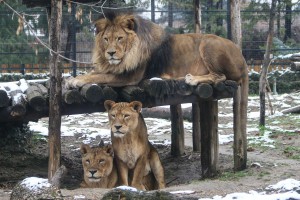U poseti stanovnicima Zoo vrta tokom zime