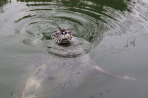 U poseti stanovnicima Zoo vrta tokom zime