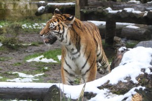 U poseti stanovnicima Zoo vrta tokom zime