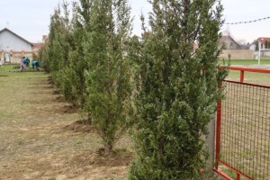 Ozelenjavanje predškolskih ustanova na teritoriji Subotice