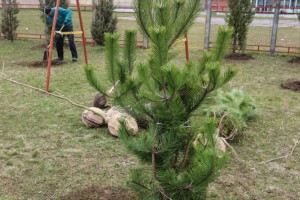 Ozelenjavanje predškolskih ustanova na teritoriji Subotice