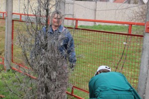 Ozelenjavanje predškolskih ustanova na teritoriji Subotice