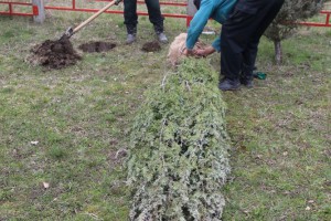 Ozelenjavanje predškolskih ustanova na teritoriji Subotice