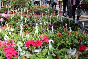 Svečano otvaranje izložbe i vašara baštenskog cveća i sadnica - "Garden flora 2018"