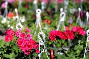 Svečano otvaranje izložbe i vašara baštenskog cveća i sadnica - "Garden flora 2018"