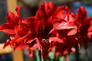 Svečano otvaranje izložbe i vašara baštenskog cveća i sadnica - "Garden flora 2018"