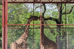 U poseti stanovnicima Zoo vrta pred Prvomajske praznike