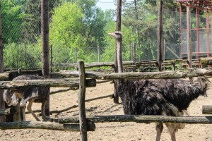 U poseti stanovnicima Zoo vrta pred Prvomajske praznike