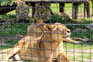 U poseti stanovnicima Zoo vrta pred Prvomajske praznike