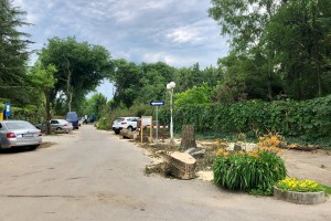 Seča drvoreda u Jezerskoj ulici na Paliću