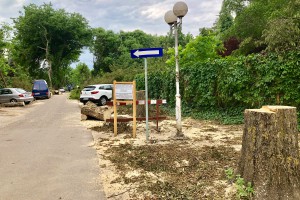 Seča drvoreda u Jezerskoj ulici na Paliću