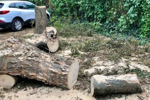Seča drvoreda u Jezerskoj ulici na Paliću