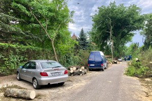 Seča drvoreda u Jezerskoj ulici na Paliću