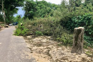 Seča drvoreda u Jezerskoj ulici na Paliću