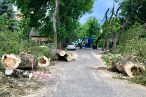 Seča drvoreda u Jezerskoj ulici na Paliću