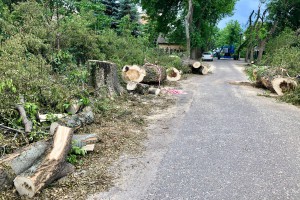 Seča drvoreda u Jezerskoj ulici na Paliću