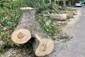 Seča drvoreda u Jezerskoj ulici na Paliću