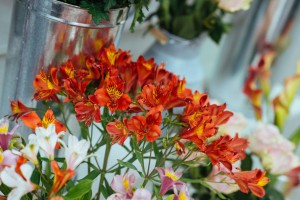 Otvaranje cvećare "Red Rose"