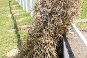 Konjičke trke - 4. dan