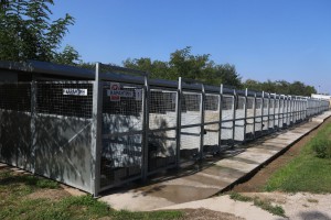 Poseta prihvatilištu za pse