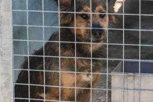 Poseta prihvatilištu za pse