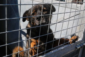 Poseta prihvatilištu za pse