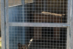 Poseta prihvatilištu za pse