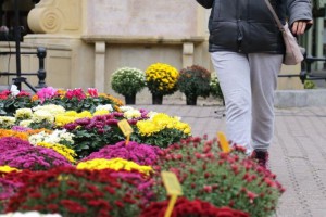 Jesenja manifestacija cveća "Garden flora"