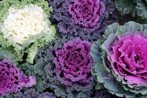 Jesenja manifestacija cveća "Garden flora"