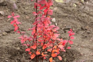 Novi zasad drvoreda u Jezerskoj ulici